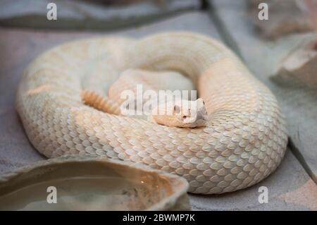 serpent blanc dans le zoo reptile. terrarium Banque D'Images