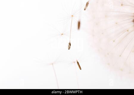 Macro d'un pissenlit moelleux, mise en page florale créative, horizontale. Banque D'Images