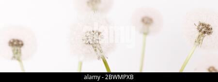Macro d'un pissenlit moelleux, mise en page florale créative, horizontale. Banque D'Images
