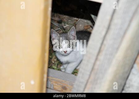 cat regarde la caméra, le visage de chat Banque D'Images