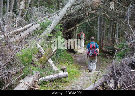 Les randonneurs traversent une zone de décompression le long de la piste Asquam Ridge Trail dans les White Mountains, New Hampshire, pendant les mois d'été. Banque D'Images