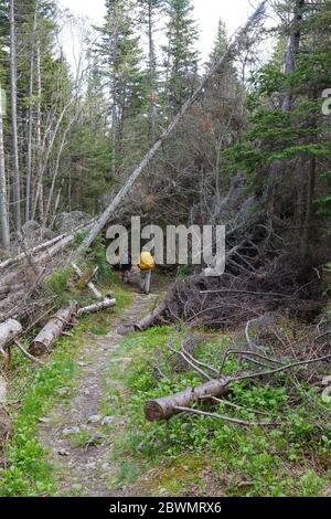 Les randonneurs traversent une zone de décompression le long de la piste Asquam Ridge Trail dans les White Mountains, New Hampshire, pendant les mois d'été. Banque D'Images