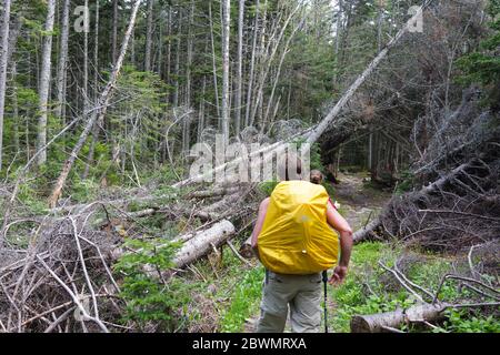 Les randonneurs traversent une zone de décompression le long de la piste Asquam Ridge Trail dans les White Mountains, New Hampshire, pendant les mois d'été. Banque D'Images