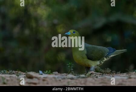 Pigeon vert à queue en coin (Treron sphenurus) oiseau perché sur l'arbre Banque D'Images