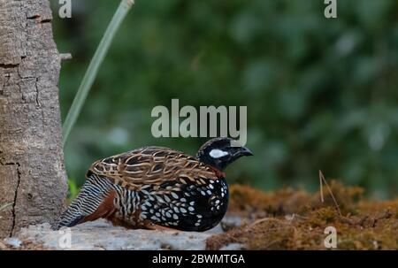 Oiseau mâle de Francolin noir (Francolinus francolinus) photographié à Sattal, en Inde Banque D'Images