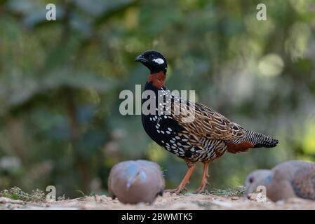 Oiseau mâle de Francolin noir (Francolinus francolinus) photographié à Sattal, en Inde Banque D'Images