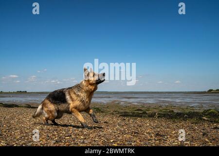 Berger allemand assis sur une plage de galets Banque D'Images