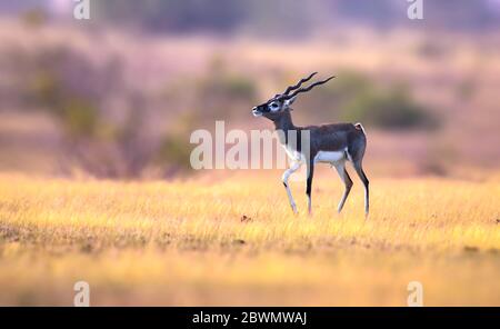 Le buck noir, également connu sous le nom d'antilope indienne, est un antilope trouvé en Inde, au Népal et au Pakistan. Banque D'Images