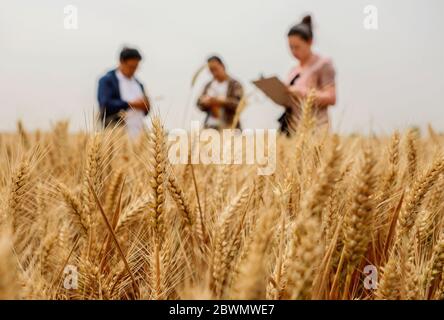(200602) -- HANDAN, 2 juin 2020 (Xinhua) -- des techniciens agricoles effectuent une surveillance du rendement dans un champ de blé du village de Xidiqiu, dans le comté de Linzhang, à Handan, dans la province de Hebei, au nord de la Chine, le 2 juin 2020. Les techniciens agricoles ont effectué mardi à Linzhang une surveillance du rendement, étape de la récolte à grande échelle du blé. Les travaux de remappage mécanique du blé à Hebei dureront du 5 au 21 juin. (Xinhua/Wang Xiao) Banque D'Images