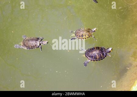 Lac avec tortues dans les jardins nationaux d'Athènes en Grèce. Banque D'Images