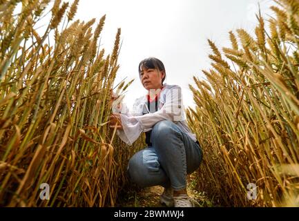 (200602) -- HANDAN, 2 juin 2020 (Xinhua) -- un technicien agricole effectue une surveillance du rendement dans un champ de blé du village de Xidiqiu, dans le comté de Linzhang, à Handan, dans la province de Hebei, au nord de la Chine, 2 juin 2020. Des techniciens agricoles ont effectué mardi à Linzhang une surveillance du rendement, en préparation de la récolte à grande échelle du blé. Les travaux de remappage mécanique du blé à Hebei dureront du 5 au 21 juin. (Xinhua/Wang Xiao) Banque D'Images