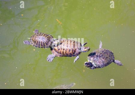 Lac avec tortues dans les jardins nationaux d'Athènes en Grèce. Banque D'Images