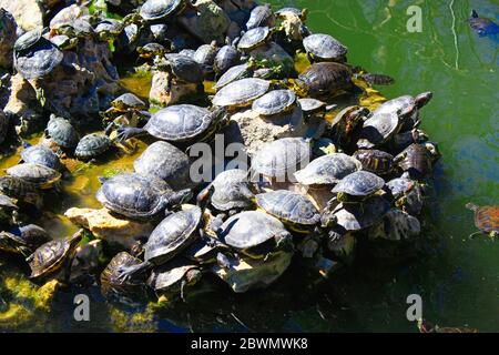 Lac avec tortues dans les jardins nationaux d'Athènes en Grèce. Banque D'Images