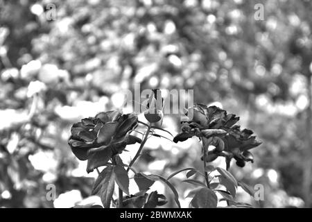 rose noir et blanc gothique au jardin, macro gros plan Banque D'Images