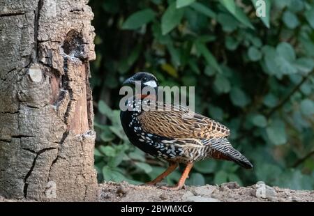 Oiseau mâle de Francolin noir (Francolinus francolinus) photographié à Sattal, en Inde Banque D'Images