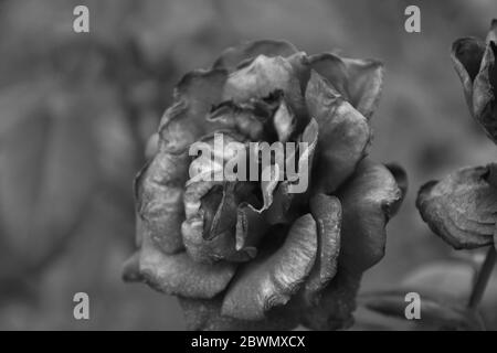 rose noir et blanc gothique au jardin, macro gros plan Banque D'Images