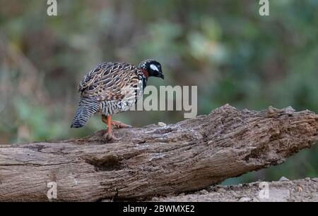 Oiseau mâle de Francolin noir (Francolinus francolinus) photographié à Sattal, en Inde Banque D'Images