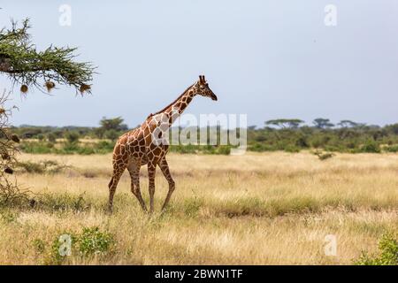 Une girafe à pied dans la savane entre les plantes Banque D'Images