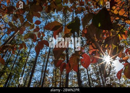 Les arbres d'automne se transforment en couleur à la fin du soleil, Caroline du Nord, États-Unis Banque D'Images