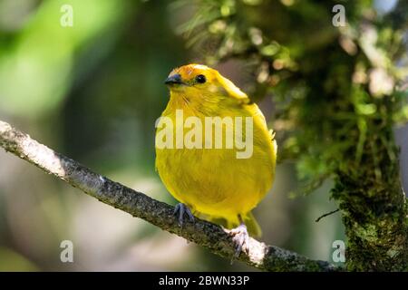 Magnifique oiseau tropical jaune sur la branche verte de la forêt tropicale de l'Atlantique, Serrinha do Alambari, montagnes de Mantiqueira, Rio de Janeiro, Brésil Banque D'Images