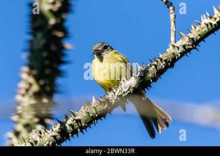 Magnifique oiseau tropical jaune sur la branche verte de la forêt tropicale de l'Atlantique, Serrinha do Alambari, montagnes de Mantiqueira, Rio de Janeiro, Brésil Banque D'Images