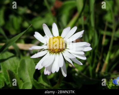 Taraxacum albidum pissenlit en gros plan dans la prairie de Voïvodine Banque D'Images