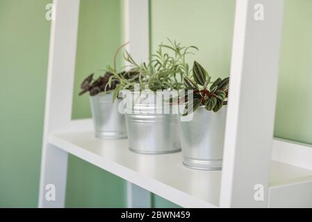 Différentes plantes de maison dans des pots galvanisés sur étagère blanche de l'unité de fermeture Banque D'Images