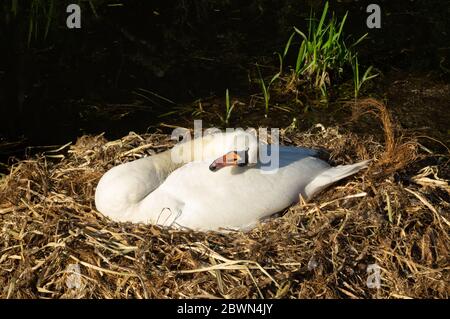 Femme blanc muet cygne ou stylo prêtant sur son nid, frottant sa tête vers le haut et le bas de son corps dans le soleil du soir - Cygnus olor oiseau de sauvagine Banque D'Images