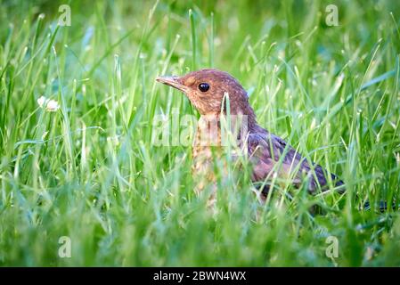 Fugling à la poussette à tête noire (Turdus merula) Banque D'Images