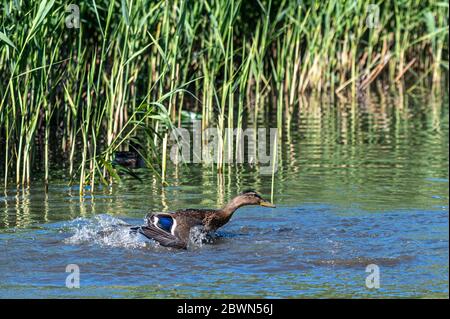 Jeunes canards colverts éclaboussant de l'eau Banque D'Images