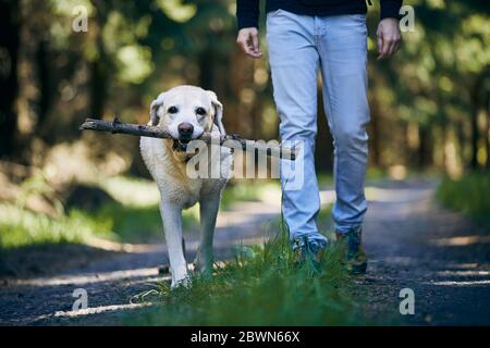 Homme avec chien en forêt. Labrador retriever tenant le bâton dans la bouche et marchant avec son propriétaire sur le sentier de marche par temps ensoleillé Banque D'Images
