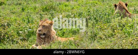 Deux magnifiques lions mâles adultes se trouvant sur le champ de gazon dans la zone de la consévation de Ngorongoro, Serengeti Savanna Tanzanie - excursion d'observation de la faune et de la flore du safari africain Banque D'Images