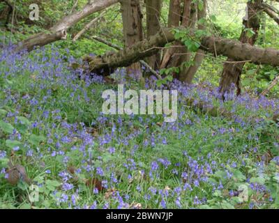 Bluebells dans les bois de Surrey, lors d'une douce journée de printemps en Angleterre, au Royaume-Uni, en Europe Banque D'Images