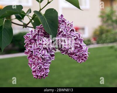 Gros plan de la sensation de violet foncé et de blanc fleurs de lilas qui fleurissent au printemps, Vancouver, C.-B., Canada Banque D'Images