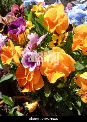 Pansies en pleine fleur poussant dans un jardin urbain, Londres, Angleterre, Royaume-Uni, Europe Banque D'Images