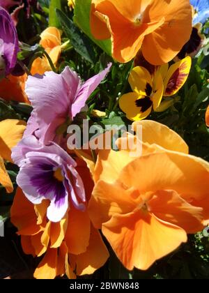 Pansies en pleine fleur poussant dans un jardin urbain, Londres, Angleterre, Royaume-Uni, Europe Banque D'Images