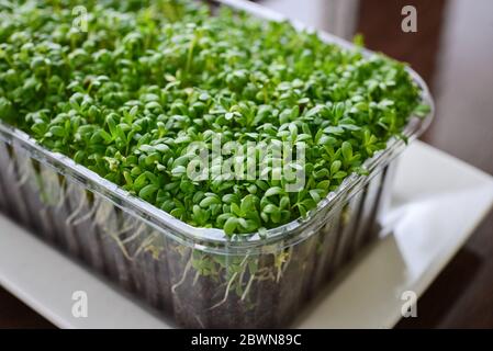 Microgreen de cresson de jardin, jeunes plantes, dans un contenant en plastique sur le rebord de la fenêtre Banque D'Images