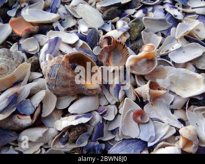 Objets de mer - conch et coquillages - arrière-plan de vacances Banque D'Images