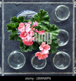 Vue aérienne en haut vers le bas d'une plante de maison à fleurs et de vieux bocaux vides Banque D'Images