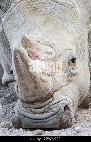 Rhinocéros blanc / rhinocéros blanc (Ceratotherium simum) portrait en gros plan de l'homme, originaire de l'Afrique orientale et australe Banque D'Images