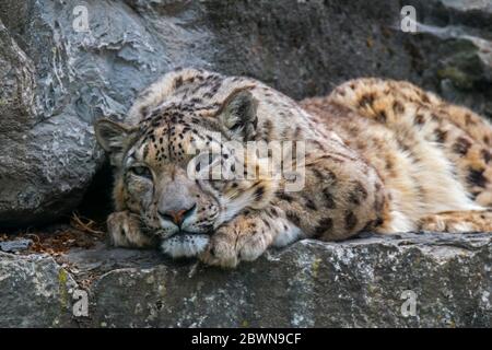 Snow Leopard / l'once (Panthera uncia Uncia uncia) / reposant sur le roc ledge en falaise, des indigènes de la chaînes de montagnes de l'Asie Banque D'Images