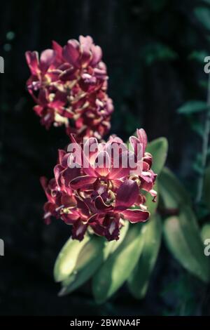 Photo de fleurs d'orchidées qui fleurit dans le jardin. Macro. Motif orchidée. Arrière-plan concentré sélectif Orchid Banque D'Images