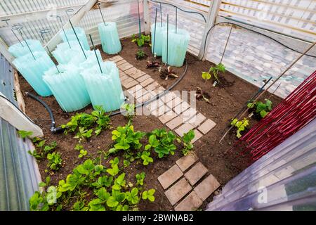 Jardin potager résidentiel fraîchement planté. Les parois en plastique retiennent la chaleur de jour en soirée. Banque D'Images