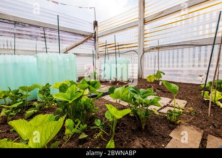 Jardin potager résidentiel fraîchement planté. Les parois en plastique retiennent la chaleur de jour en soirée. Banque D'Images