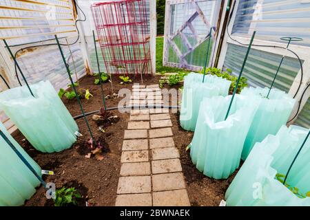 Jardin potager résidentiel fraîchement planté. Les parois en plastique retiennent la chaleur de jour en soirée. Banque D'Images