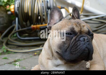 Adorable Bulldog français allongé dans un jardin Banque D'Images