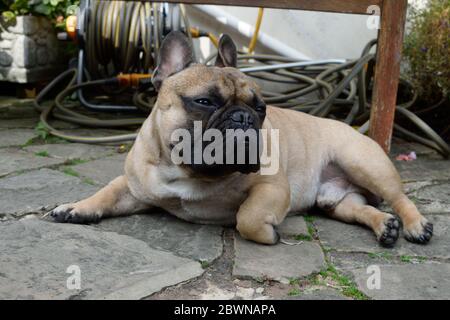 Adorable Bulldog français allongé dans un jardin Banque D'Images