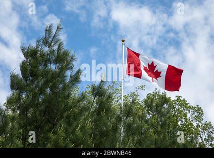 Un grand drapeau canadien parmi les arbres à feuilles persistantes Banque D'Images