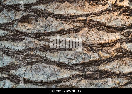 Texture de l'écorce du tronc large d'un palmier tropical Banque D'Images