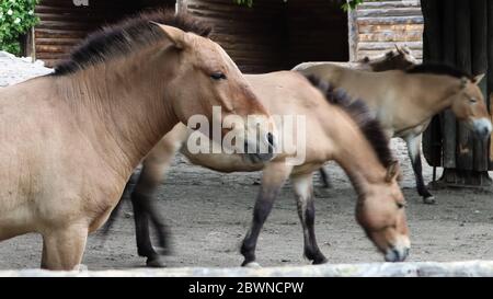 Przhevalsky chevaux mongoles dans la plume. Espèce ou sous-espèce d'un cheval sauvage qui vit en Asie Banque D'Images